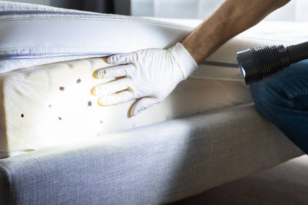 Trusted Stevensville, MD Pest Control Experts