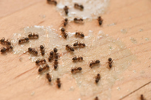 Best Spider Control Near Me  in Stevensville, MD