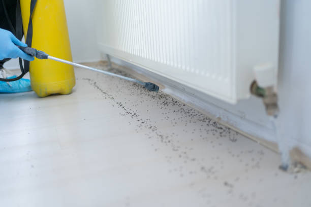 Best Residential Pest Control  in Stevensville, MD